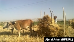 کندز کې يو کروندګر چې د خپلې کروندې لپاره له غوايانو ګټه اخلي.