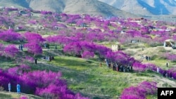 د ګل غونډۍ دره چې د پسرلي موسم کې سلګونه خلک د تفريح لپاره ورځي