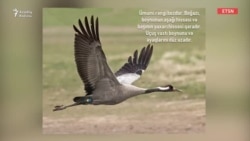 Nazirlik ərəb turistlərin ovladığı nadir quşlar haqda açıqlama verir