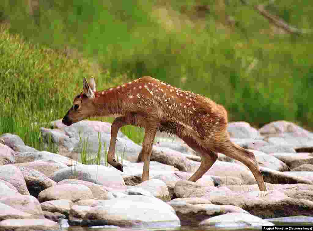 Wildlife Photos Siberia