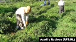 Çay plantasiyası, Azərbaycanın cənub regionu, iyul, 2016