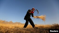 عبدیاني: افغانستان د غنمو د تولید لپاره پراخه ځمکې، پریمانه اوبه او مناسبه اب و هوا لري