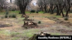 Bakıda yaşıllıqlar belə məhv edilir...