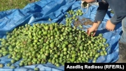 Alıcı olmadığından ağacların altına tökülən feyxoa, Azərbaycanın Cənub regionu