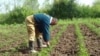 Azerbaijan -- Potato field in Masalli - 2015