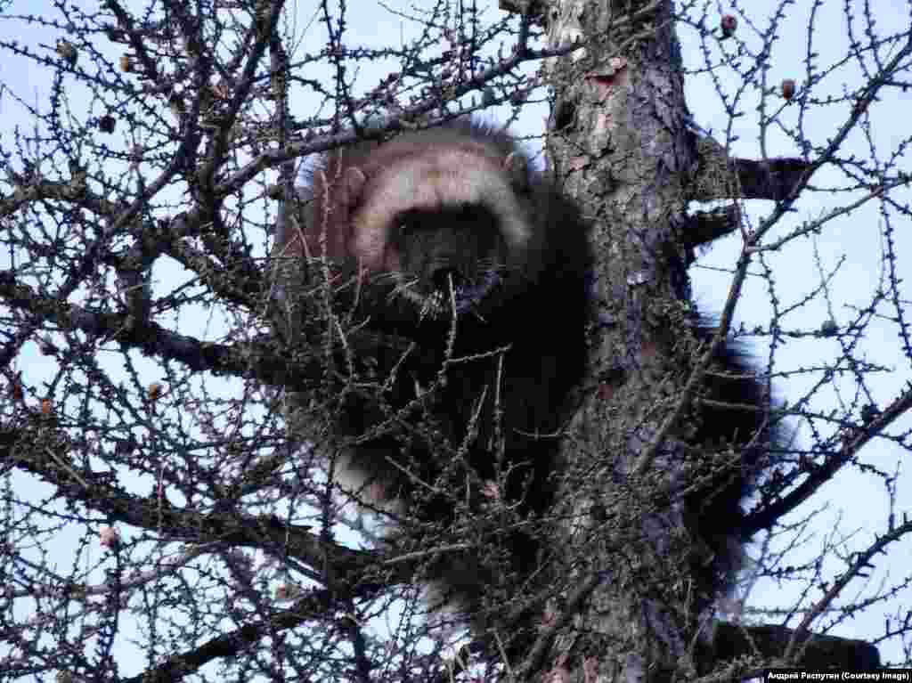 Wildlife Photos Siberia