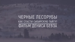 Хранители Сибири: Черные лесорубы. Как спасти сибирскую тайгу?