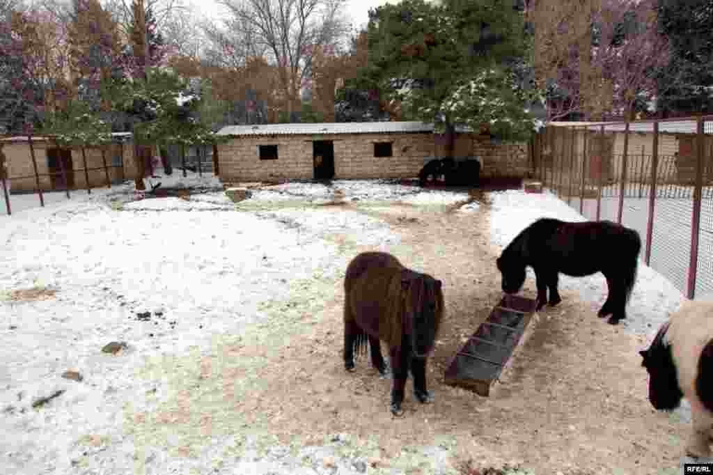 Bakı zooparkından qış görüntüləri #14