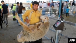 Tehranda qurbanlıq qoyunun çəkisini ölçür