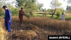 وېشل شوي تخمونه داسې اصلاح شوي چې بزګران کولای شي، تر یو نیم کال پورې يې وساتي او بیا یې وکري.