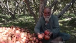 د کندهار انار د نباتي ناروغیو له امله د بازار سيالي نشي کولای