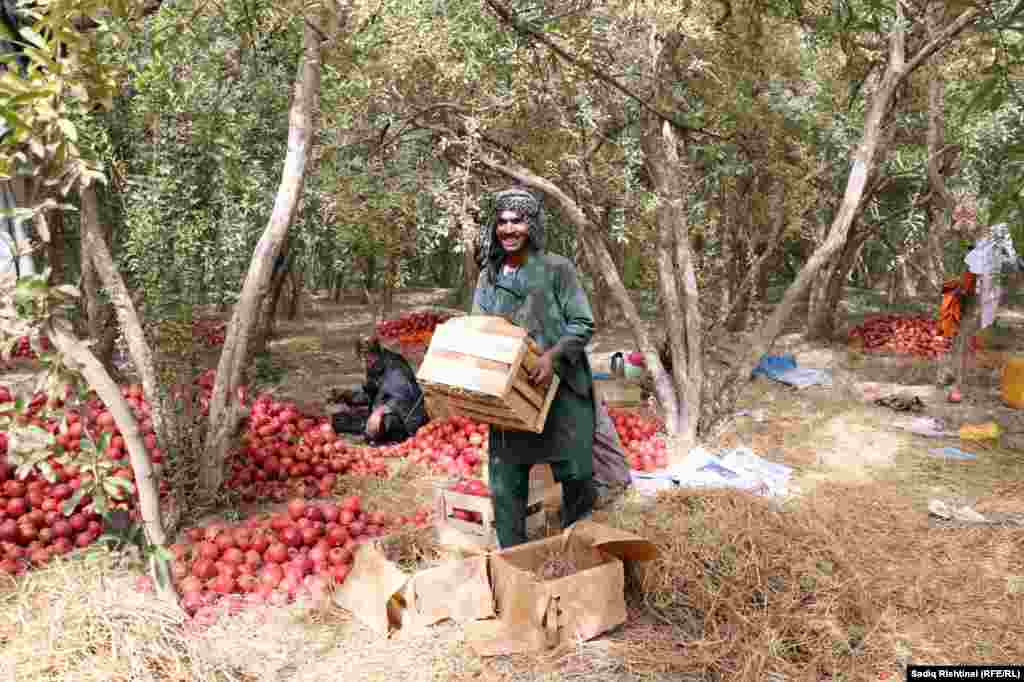 د سوداګرۍ خونې مسوولين وايي،&nbsp;تېر کال شاوخوا ۹۰زره ټنه انار صادر شوي وو، خو اوس د لوړې تعرفې له امله صادرات نږدې ۸۰ سلنه د کموالي سره مخ شوي دي.